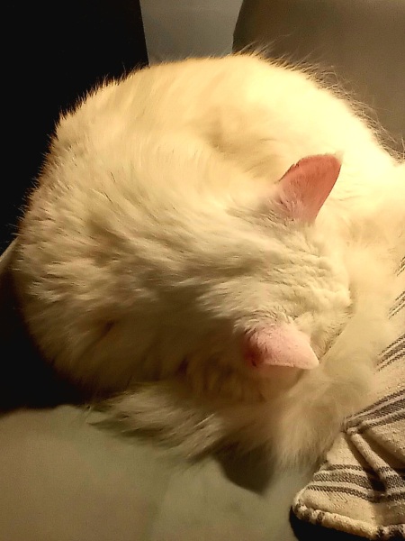 Machiavellian Misbehaviour- the Excellent Cats Deny Everything