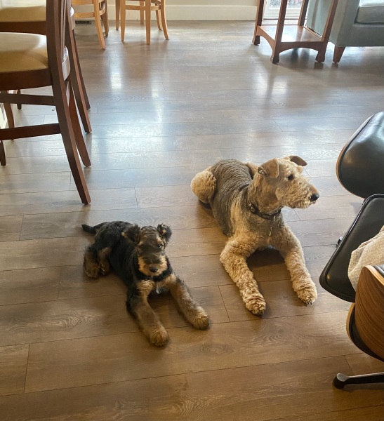 Puppy Survival Thread for New and Old Pups - Spring is around the corner!