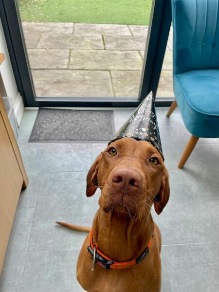 Can you recommend me a dog breed?