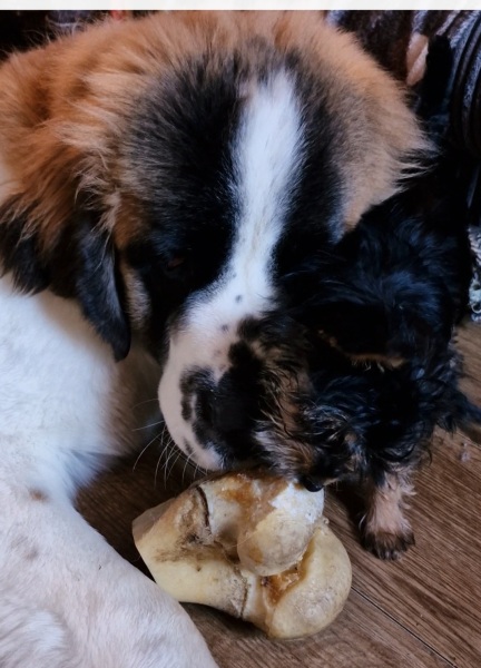 To have fallen in love with a puppy