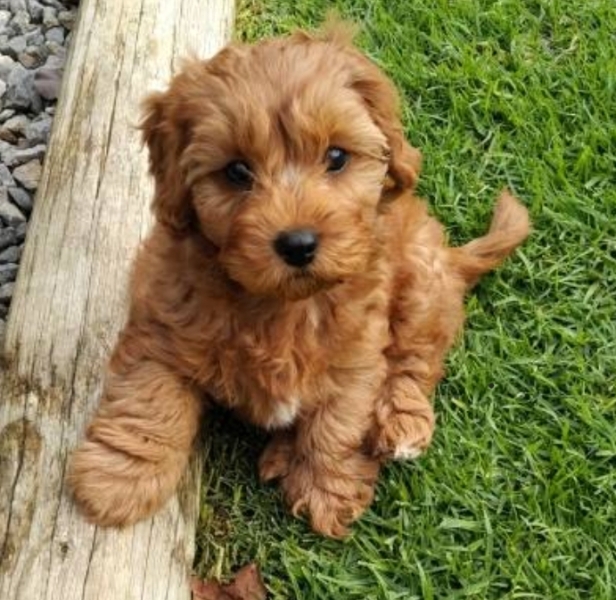 Male puppy name needed