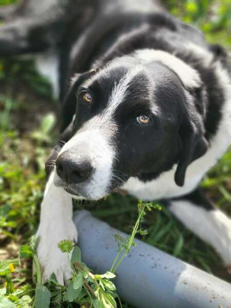 A dog photo thread - please share your pics