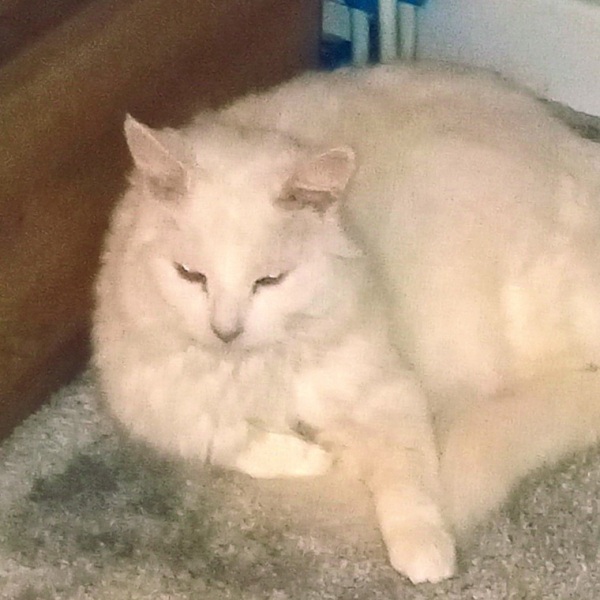 Are your cats moulting yet?