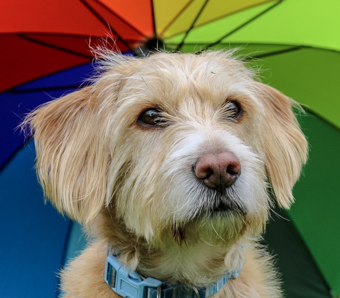A dog photo thread - please share your pics