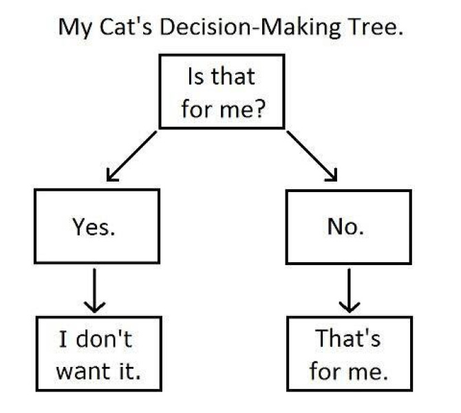 Does your cat supervise the laundry?