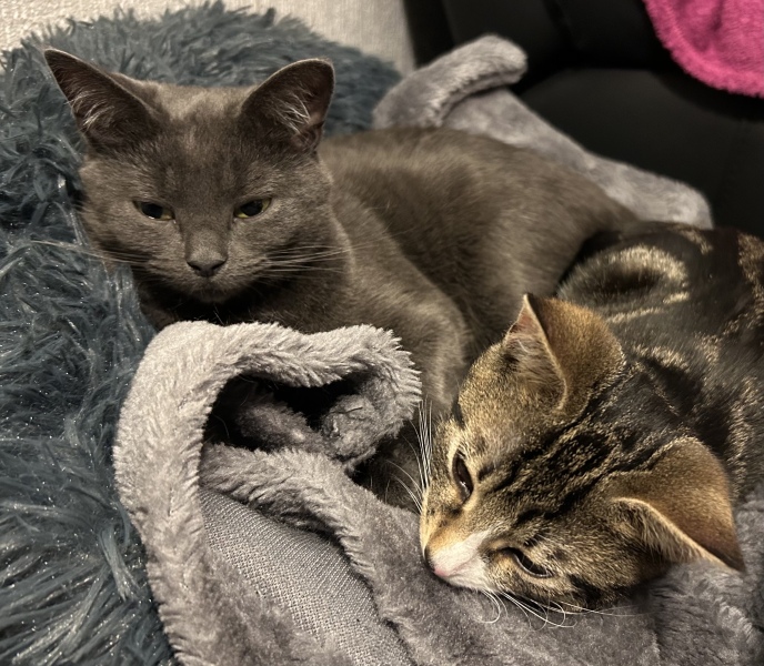 I'm so excited! We're getting kittens!!