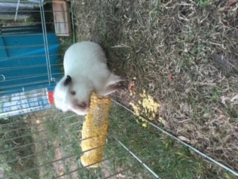 Fgs I've just agreed to Guinea pigs.