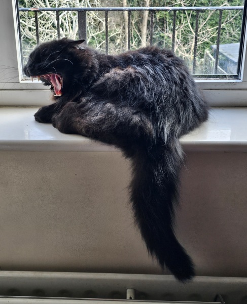 Tales and Tails and NMCs  -  the Excellent Cats March On