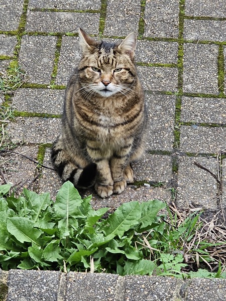 Machiavellian Misbehaviour- the Excellent Cats Deny Everything