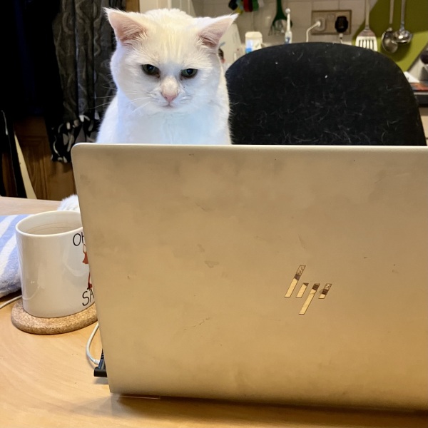 Please help me with my cat's blood results