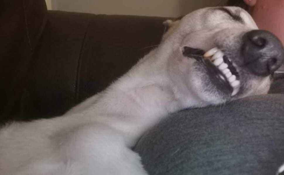 A dog photo thread - please share your pics