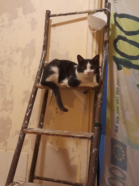 WAGnathon Word Association Game