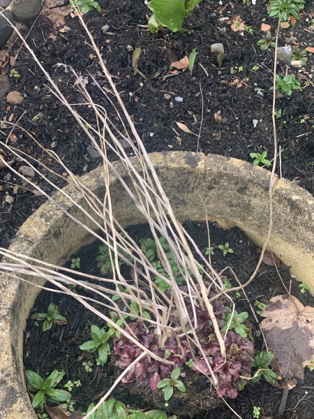 What have you done in the garden today Part 4 Spring 2024.