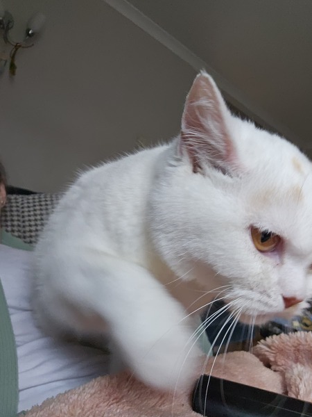 Advice needed for situation with poorly cat