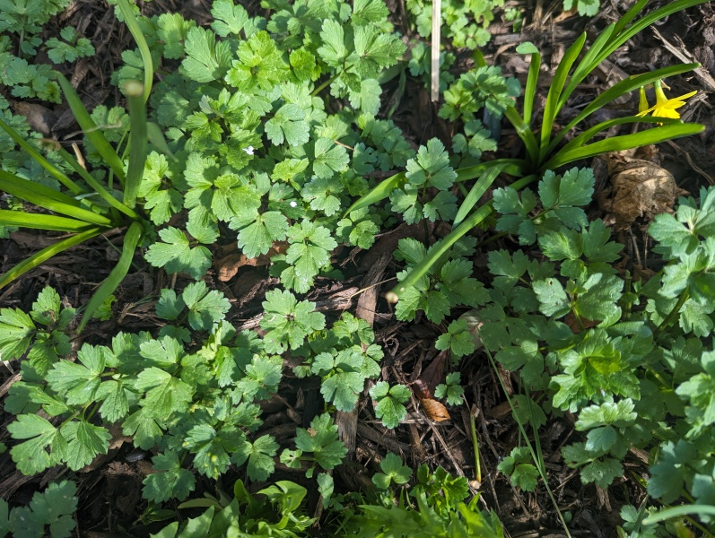 What is this in my flower bed?