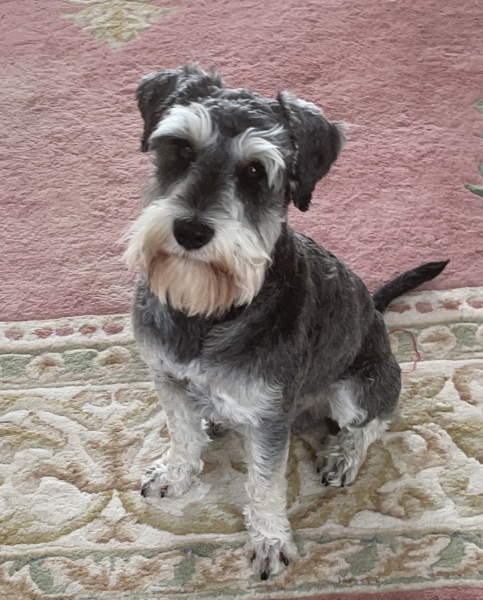 A dog photo thread - please share your pics