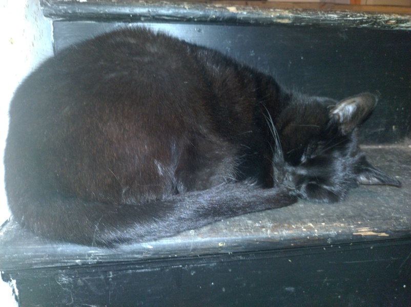 Machiavellian Misbehaviour- the Excellent Cats Deny Everything