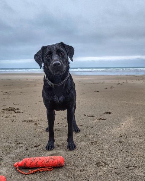 A dog photo thread - please share your pics