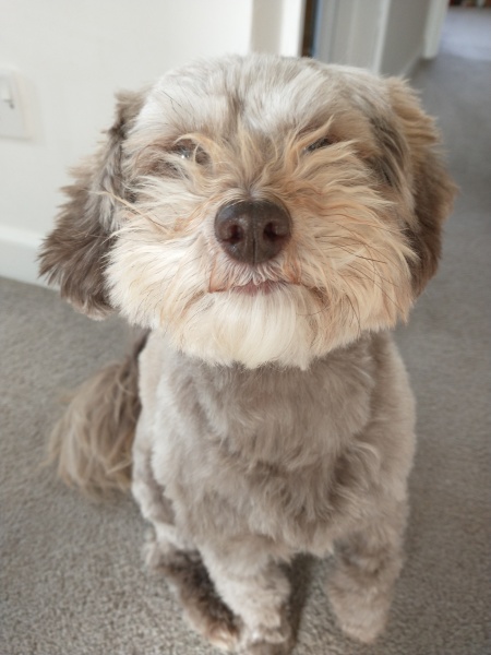 Which (small) dog breed would you recommend?