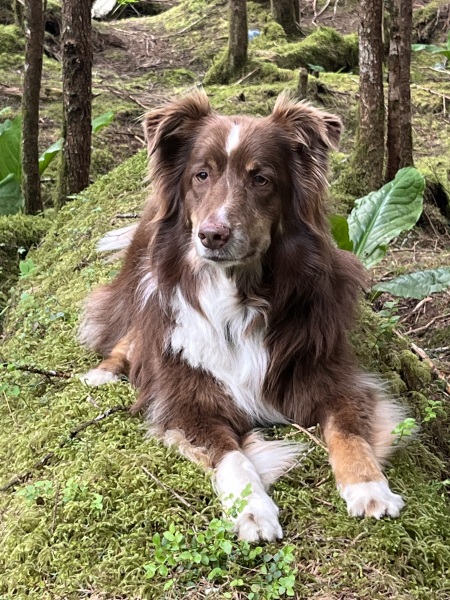 A dog photo thread - please share your pics