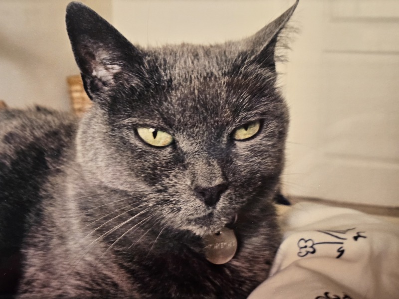 Tales and Tails and NMCs  -  the Excellent Cats March On