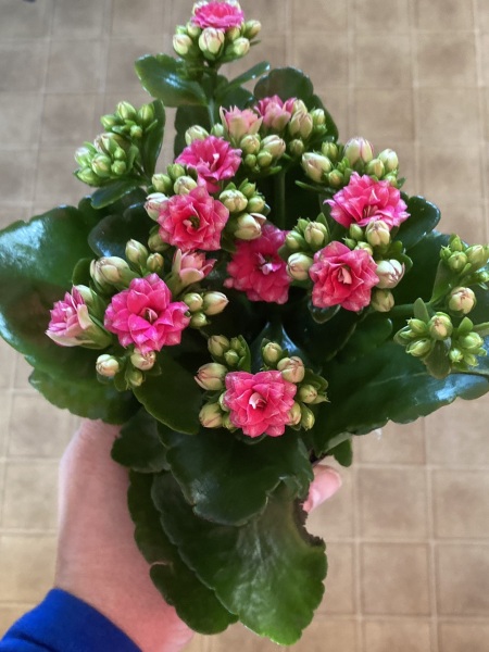Houseplant ID, please?
