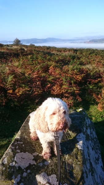 A dog photo thread - please share your pics