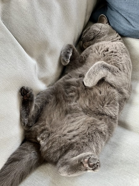 How much does your BSH weigh?