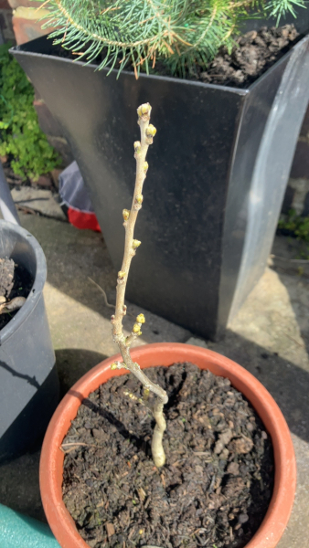 Is it too late to prune wisteria?