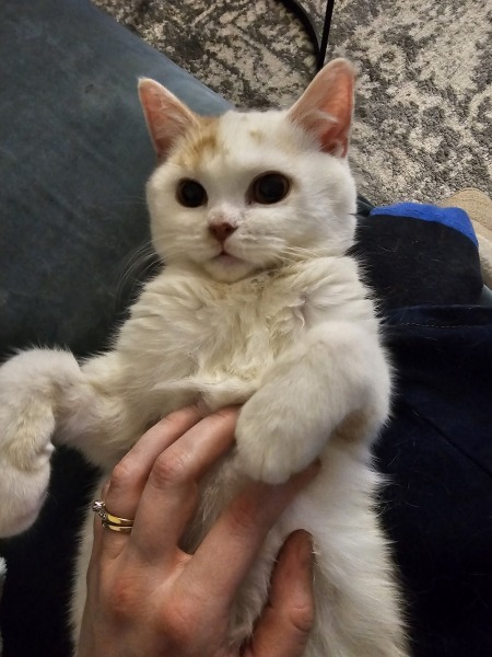 Advice needed for situation with poorly cat
