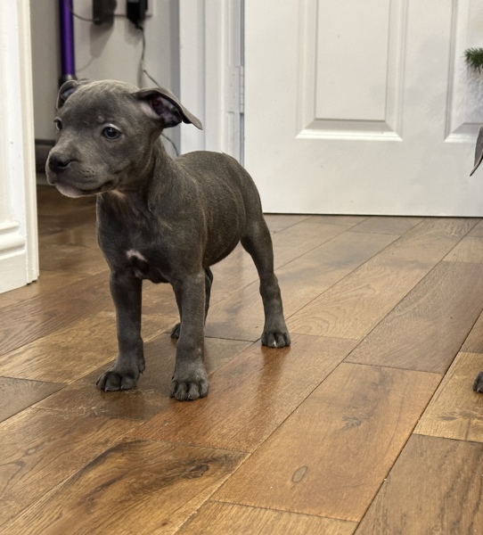 To have fallen in love with a puppy