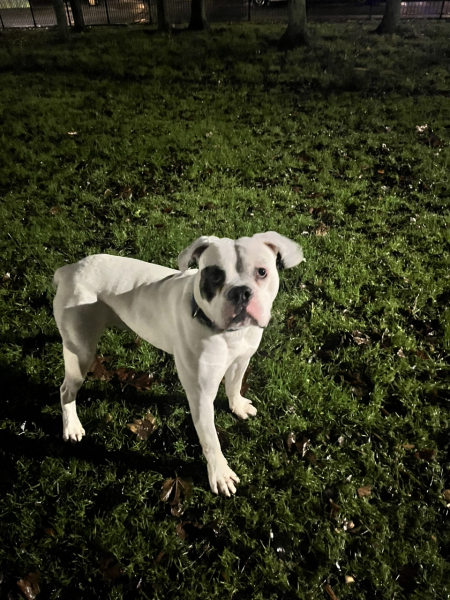 A dog photo thread - please share your pics