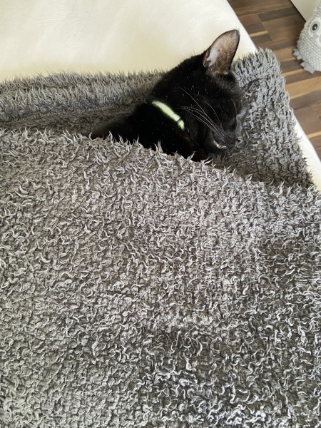 Machiavellian Misbehaviour- the Excellent Cats Deny Everything