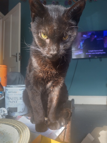 Machiavellian Misbehaviour- the Excellent Cats Deny Everything