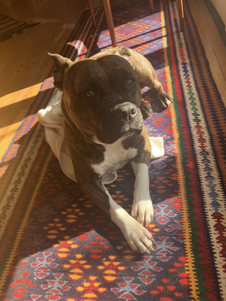 A dog photo thread - please share your pics