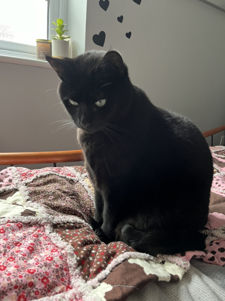 Machiavellian Misbehaviour- the Excellent Cats Deny Everything
