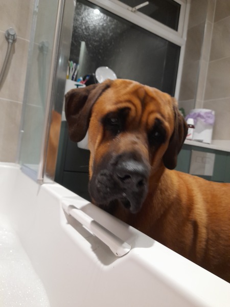 A dog photo thread - please share your pics