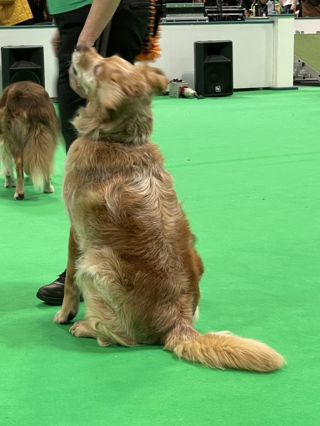 Crufts - Tips and Advice