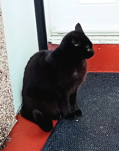 Tales and Tails and NMCs  -  the Excellent Cats March On