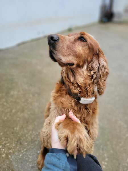 A dog photo thread - please share your pics