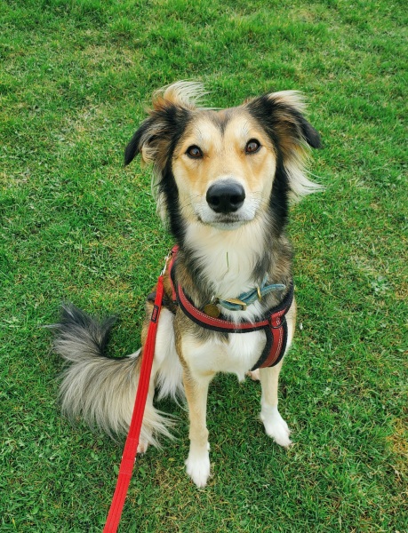 A dog photo thread - please share your pics