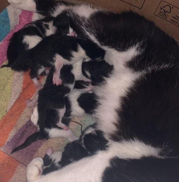 Cancer Support Thread 93 - The Thread for the Dread and the Not Yet Dead? Everything you need to know about Cancer but didn’t want to know