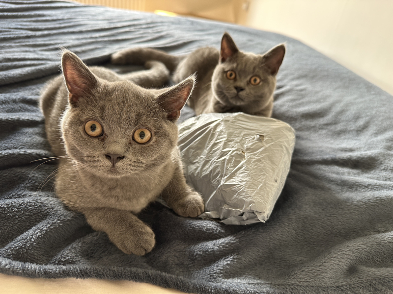 Does your cat supervise the laundry?