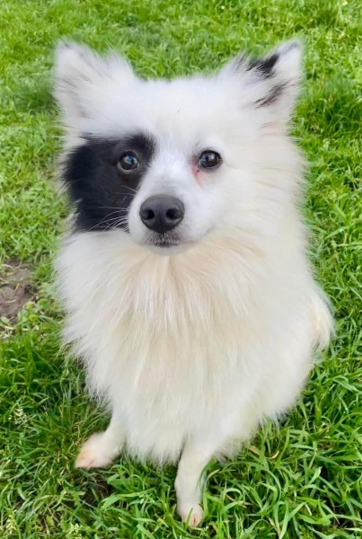Reputable dog rescue centres - Norfolk or surrounding areas