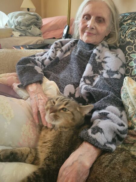 need a lap-cat... an impossible quest?