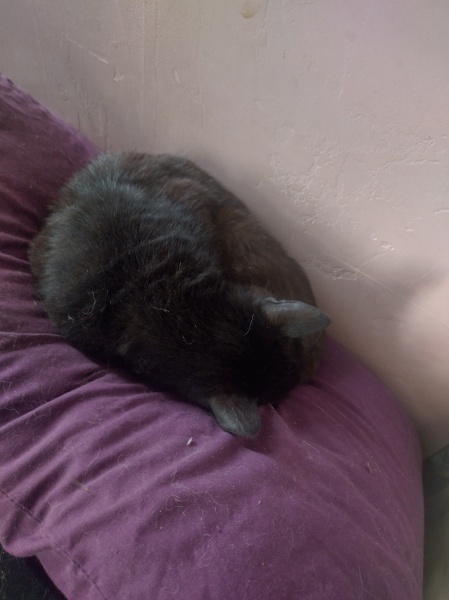 Machiavellian Misbehaviour- the Excellent Cats Deny Everything