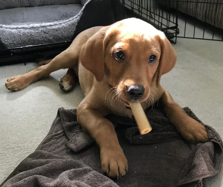 To have fallen in love with a puppy