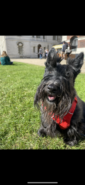 Scottish terrier?