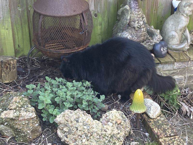 Machiavellian Misbehaviour- the Excellent Cats Deny Everything