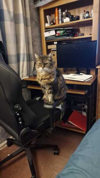 Tales and Tails and NMCs  -  the Excellent Cats March On